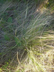 Helictotrichon desertorum