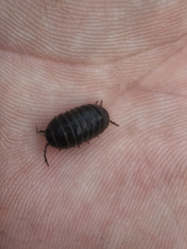 Common Pill Woodlouse