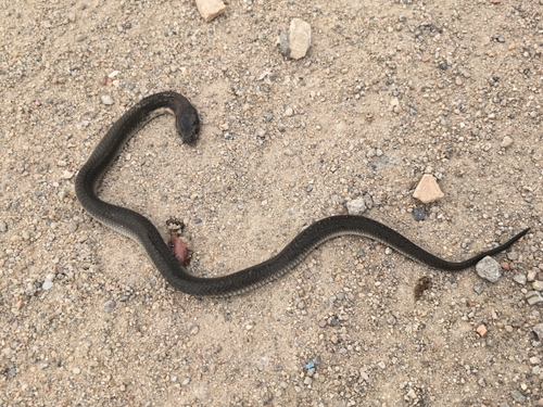 Chinese Cobra