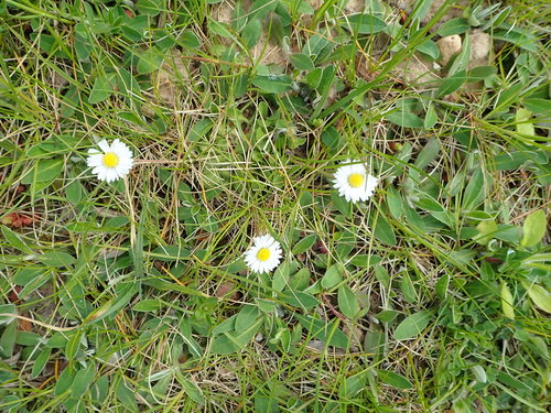 Daugiametė saulutė