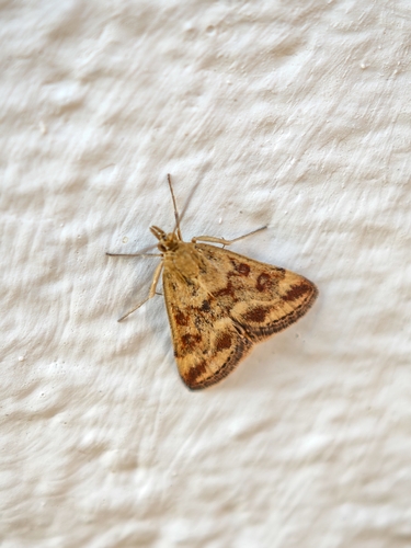 Straw-barred Pearl