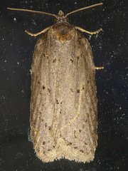 Acleris busckana