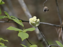 Exobasidium symploci