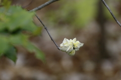 Exobasidium symploci