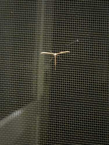 Morning-glory Plume Moth
