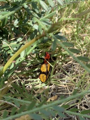 Tegrodera aloga