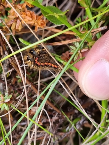 Knot Grass Moth