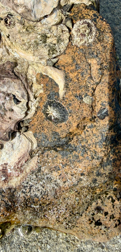 Siphonaria atra observed 2026-08-19