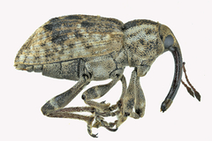 Grypus equiseti