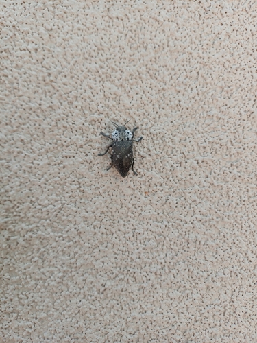 Flat-headed Root-borer