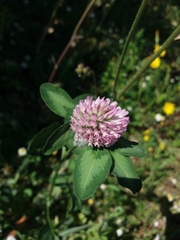 Trifolium pratense