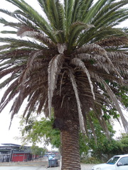 Phoenix canariensis