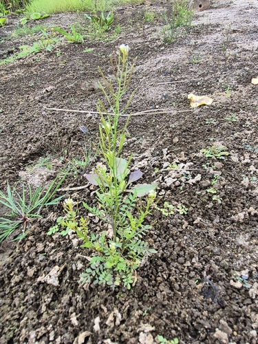 Sand Bittercress