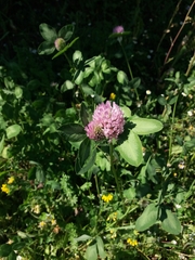 Trifolium pratense