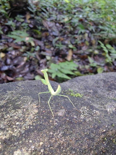 Giant Burmese Mantis