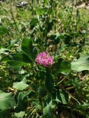 Trifolium pratense