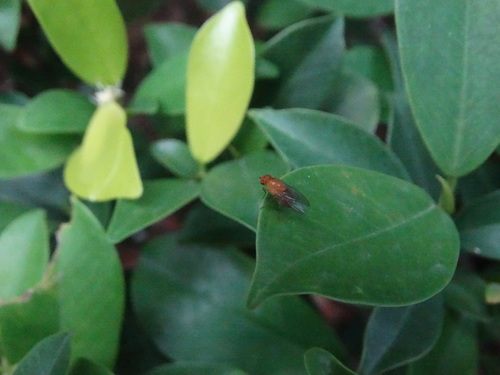 Homoneura unguiculata, 2026-08-16