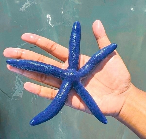 Blue Linckia