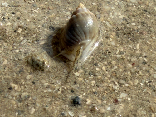 Nassarius coronatus observed 2026-08-19