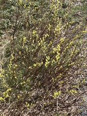 Salix repens