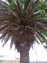Phoenix canariensis