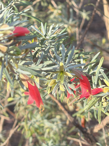 crimson turkey bush