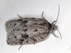 Acleris roscidana