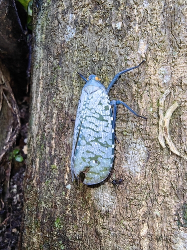 Aphaena najas