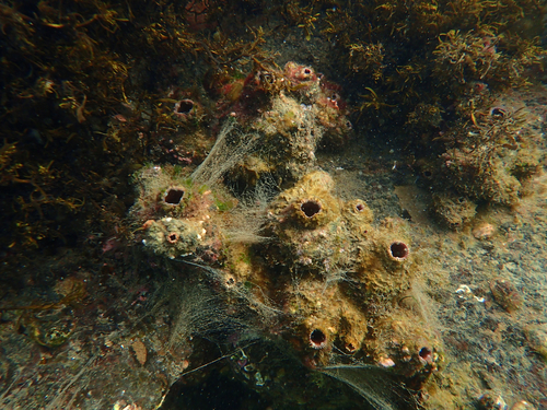 Dendropoma observed 2026-08-18