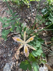Iris chrysophylla