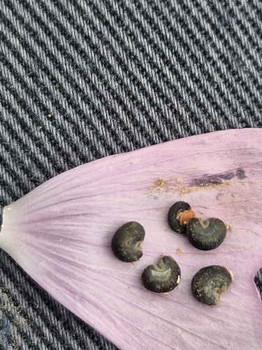 Greater Musk-mallow