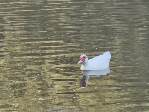 Domestic Muscovy Duck