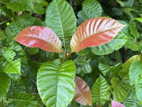 Pullea stutzeri