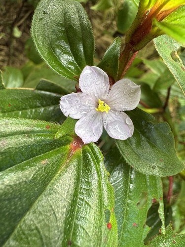 Tristemma mauritianum