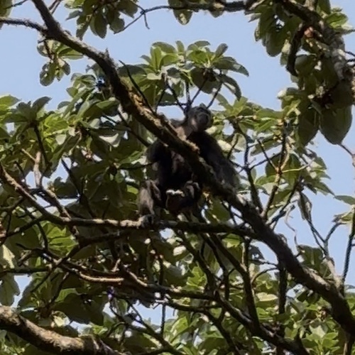 Eastern Chimpanzee