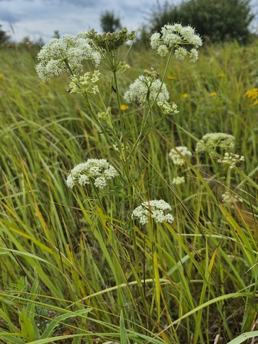 snow parsley