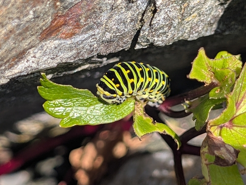 Short-tailed Swallowtail