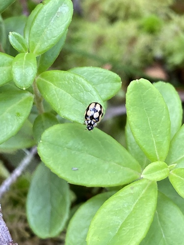 Adalia conglomerata