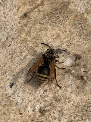 Brachygastra mellifica