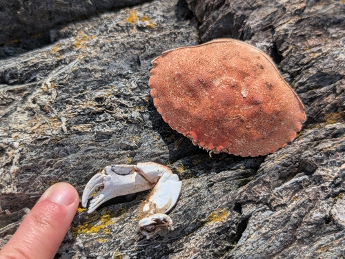 Atlantic Rock Crab