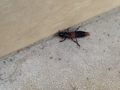 Platydracus phoenicurus