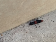 Platydracus phoenicurus