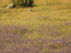 Echium plantagineum
