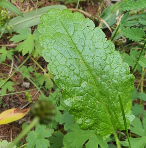 Dracocephalum grandiflorum, photograph 2
