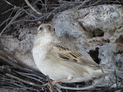Passer domesticus