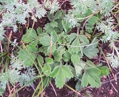 Potentilla acaulis, photograph (c) Urgamal Magsar, some rights reserved (CC BY)