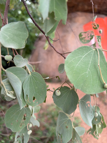 Grewia orbiculata, 2026-08-19