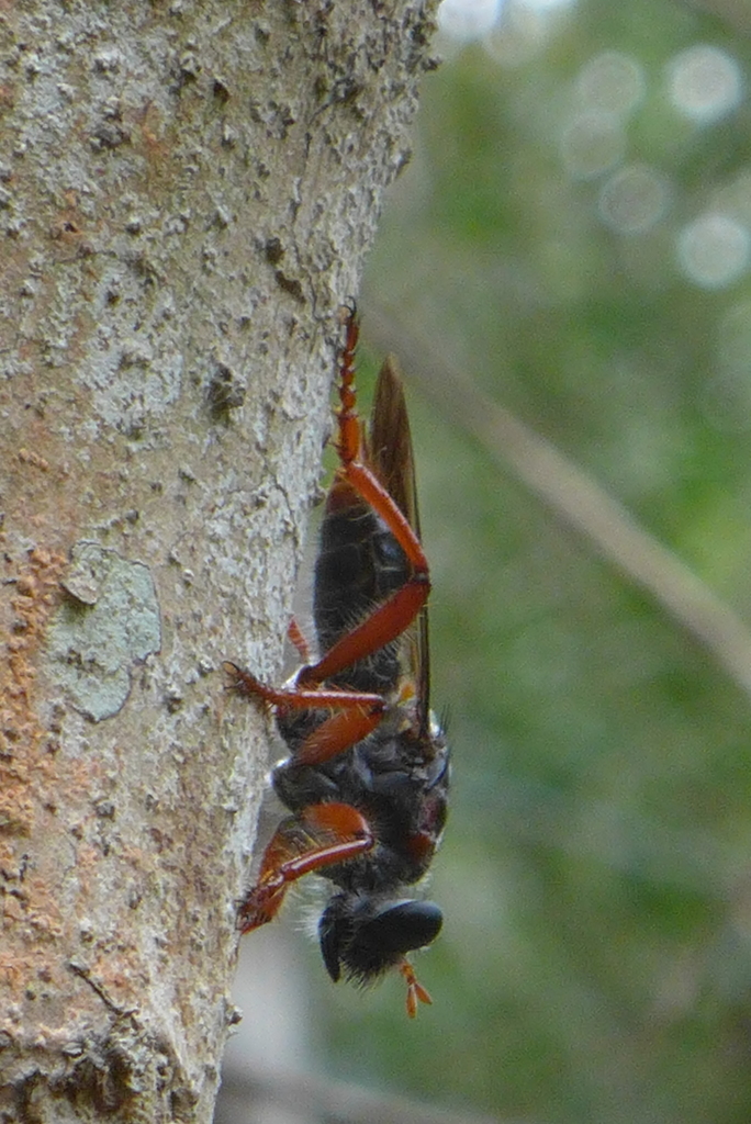 Andrenosoma ruficaudum