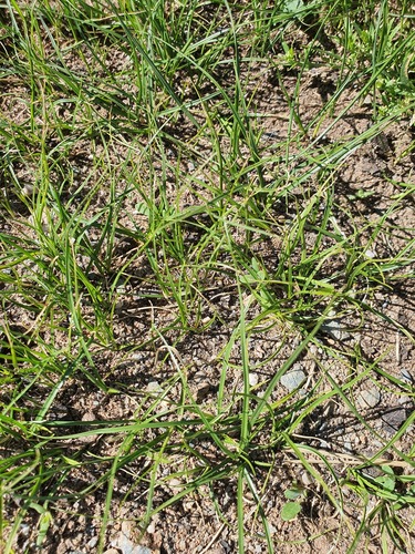 Carex duriuscula, photograph 5