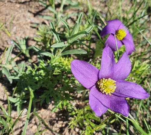 Pulsatilla bungeana, photograph 3